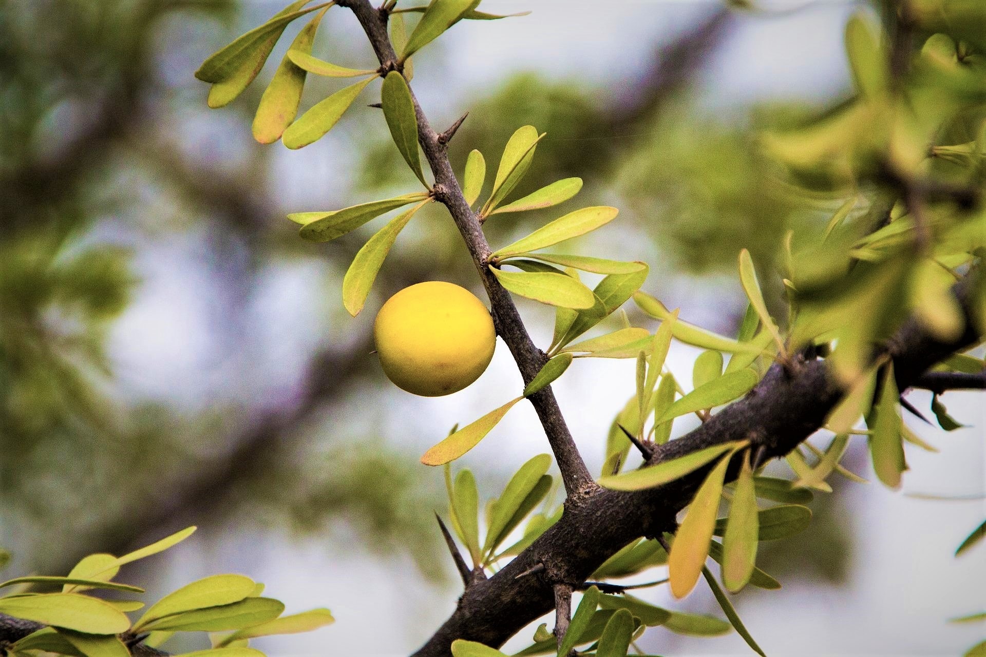 L’huile d’argan, votre alliée anti-âge