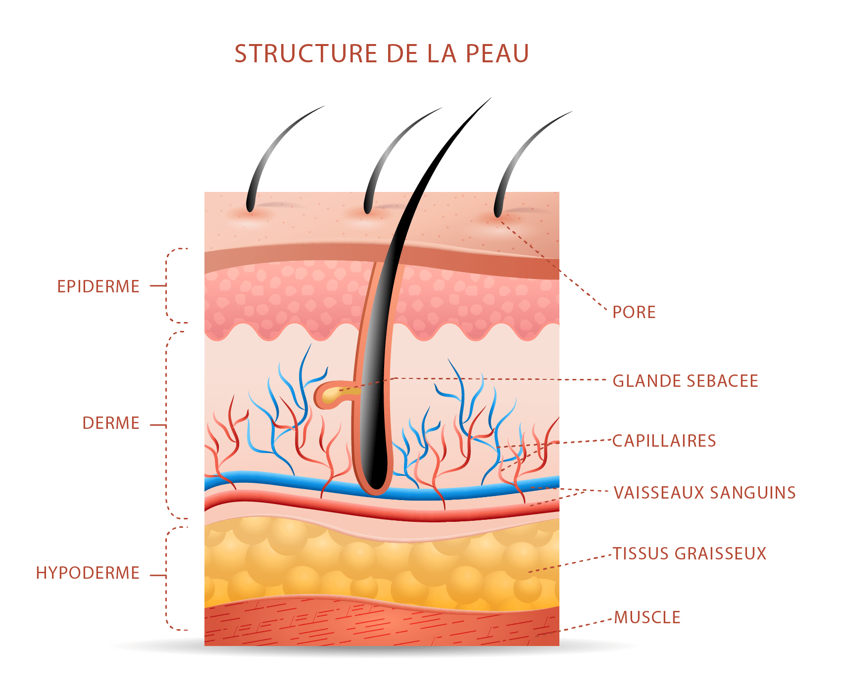 La Peau Cet Organe Aux Multiples Facettes Nolwenn Leclesve Facialiste La Peau Cet Organe Aux Multiples Facettes Nolwenn Leclesve Facialiste
